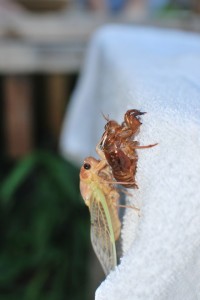 Cicada coming out of its shell