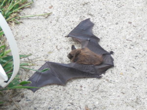This bat was traumatized after we captured it in an ice cream bucket and put outside. He sat there gathering his wits for quite a while.