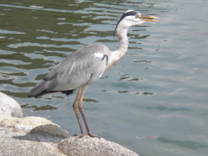 A cool bird in Fukuoka who came nearby.